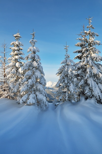 Winterlandschap met bomen bedekt met sneeuw