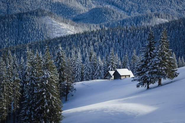 Winterlandschap met bomen bedekt met sneeuw