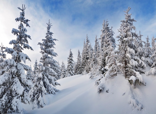 Winterlandschap met bomen bedekt met sneeuw