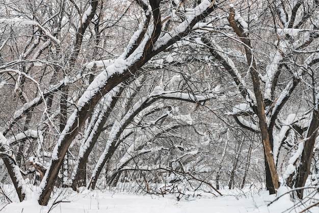 Winterlandschap met bomen bedekt sneeuw