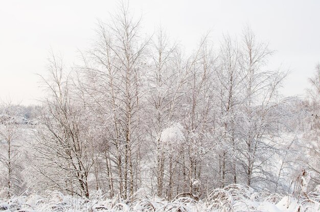 Winterlandschap met bomen in de sneeuw