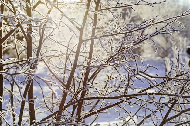 Winterlandschap met bomen met vorst