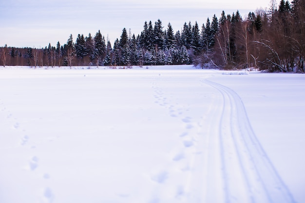 Winterlandschap met bos op de rug