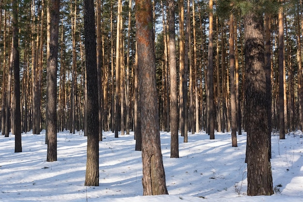 Winterlandschap met dennenbos bedekt met witte sneeuw Selectieve focusx9