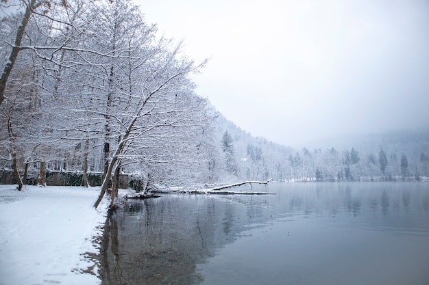 Winterlandschap met een meer en bos bedekt met sneeuw