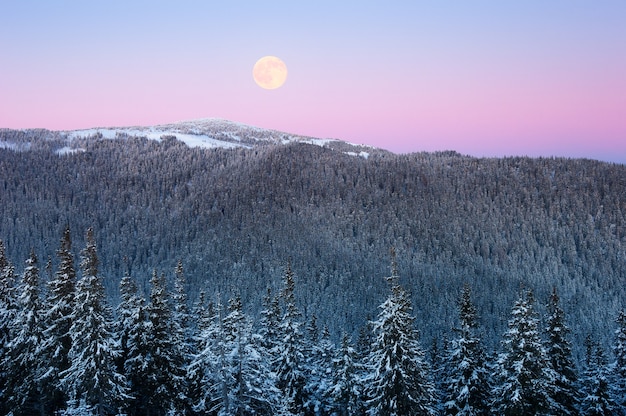 Winterlandschap met een volle maan over de heuvel. Berg vuren bos in rijm. Roze schemering na zonsondergang