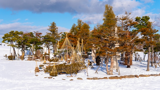 Winterlandschap met groene boom