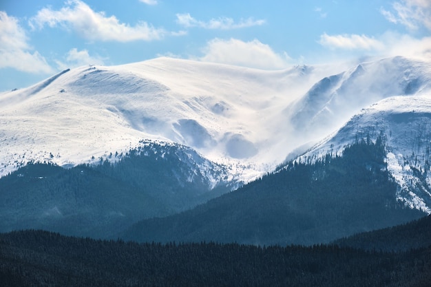 Winterlandschap met hoge bergheuvels bedekt met groenblijvend dennenbos na zware sneeuwval op koude winterdag.