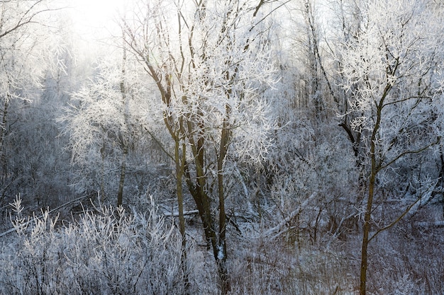 Winterlandschap met loofbomen van achteren verlicht door zonlicht, takken van planten bedekt met witte vorst na vorst