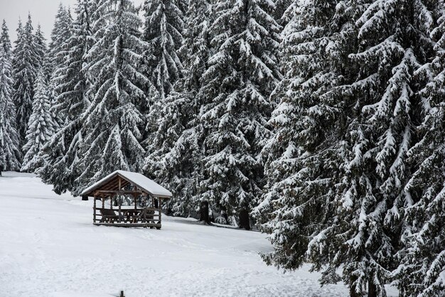 Winterlandschap met met sneeuw bedekte bomen en heuvels