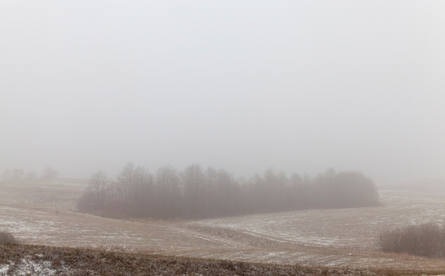 Winterlandschap met mist