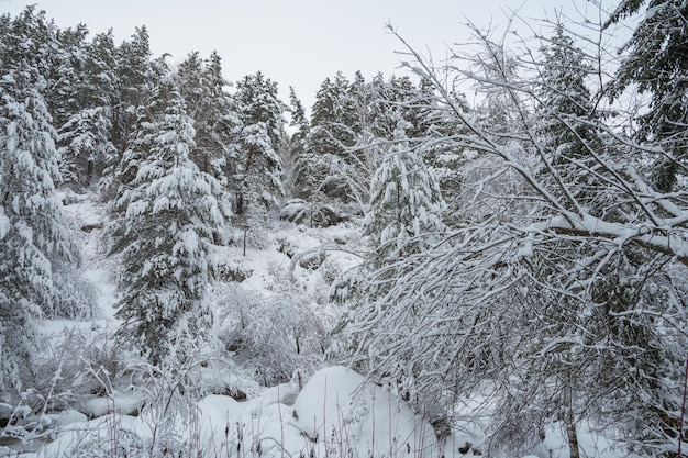 Winterlandschap met mooie bomen onder de sneeuw