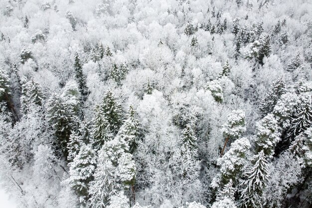 Winterlandschap met naaldbos bedekt witte sneeuw en besneeuwde top groenblijvende bomen luchtfoto