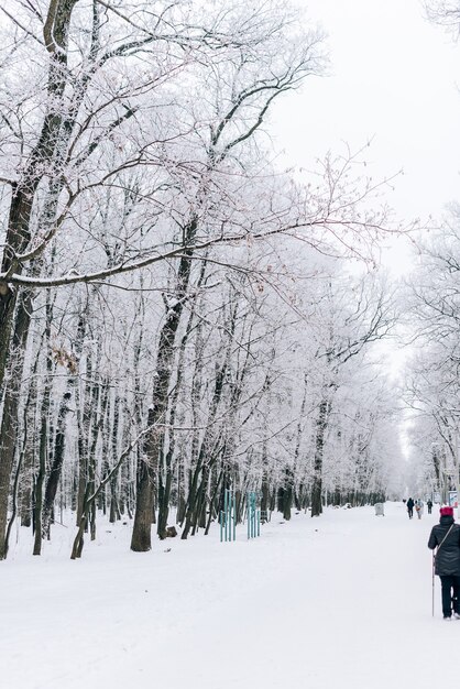 Winterlandschap met prachtige bomen bedekt met sneeuw en vorst bij bewolkt weer