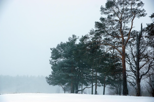 Foto winterlandschap met prachtige pijnbomen die in de mist verdwijnen