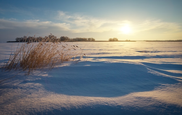 Winterlandschap met riet, bevroren meer en avondrood. Samenstelling van de natuur.