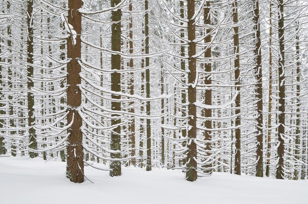 Winterlandschap met sneeuw bedekte dennenbos in de winter