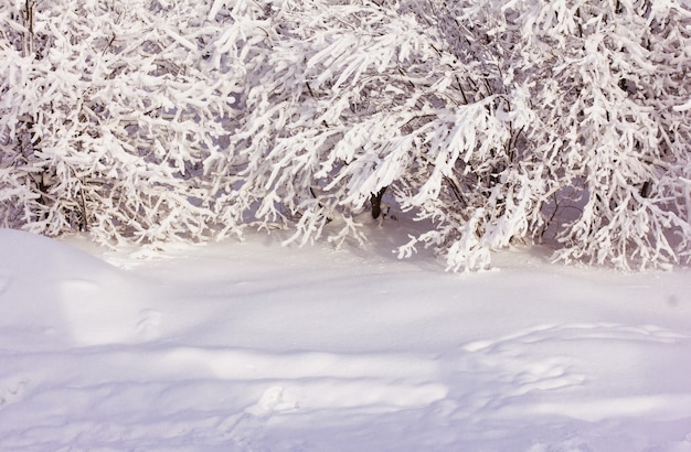 Winterlandschap met sneeuw en bomen, takken in de sneeuw, wintersprookje