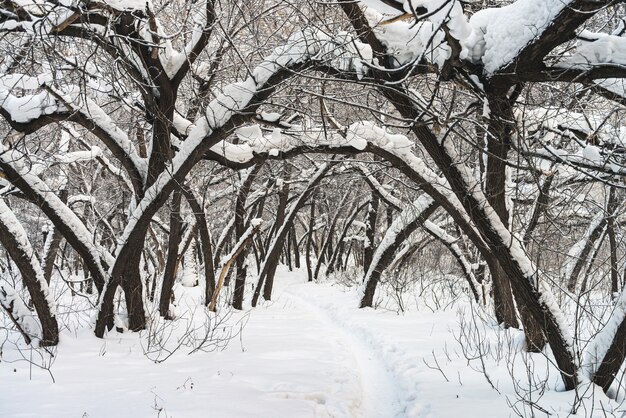 Winterlandschap met sneeuw en bomen