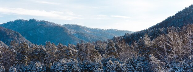 Winterlandschap met sparren en bergen