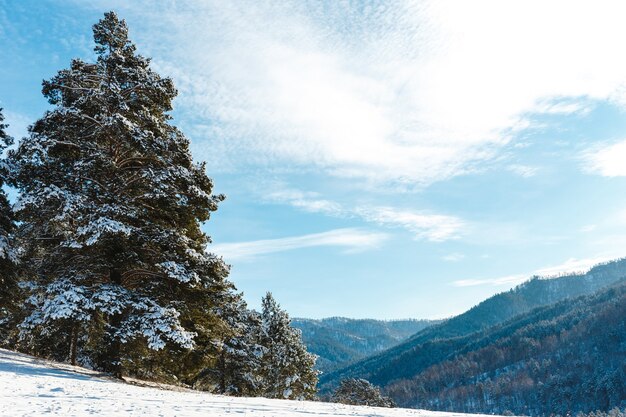 Winterlandschap met sparren en bergen