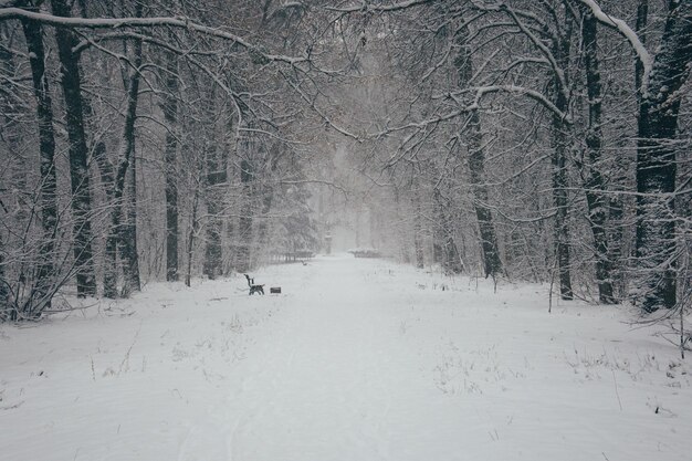 Winterlandschap met sparren fantastische natuurochtend