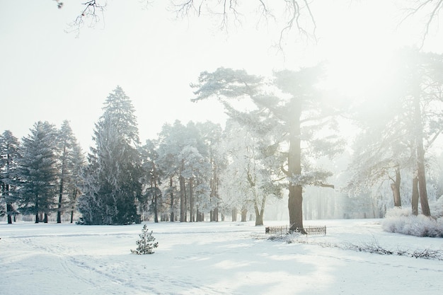 Winterlandschap met sparren fantastische natuurochtend