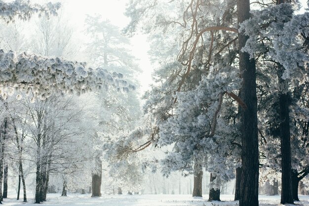 Winterlandschap met sparren fantastische natuurochtend