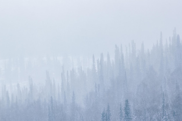 Winterlandschap met zware sneeuwval en mist in dennenbos Getinte winterachtergrond