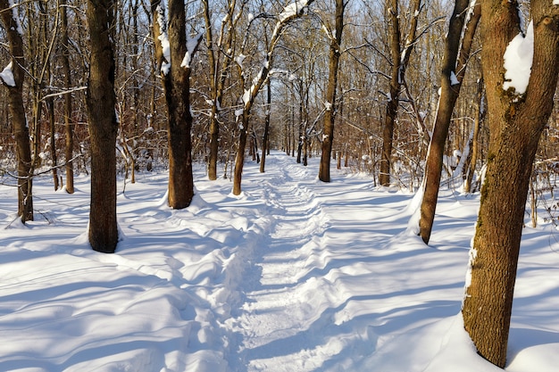 Winterlandschap. mooi parcours in een snowpark of bos.