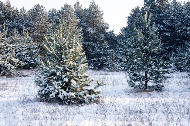 Winterlandschap natuur bedekt met sneeuw bij zonsondergang in de winter