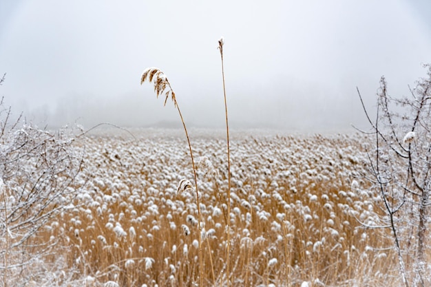 Winterlandschap. ochtend in het moeras. mist en riet.