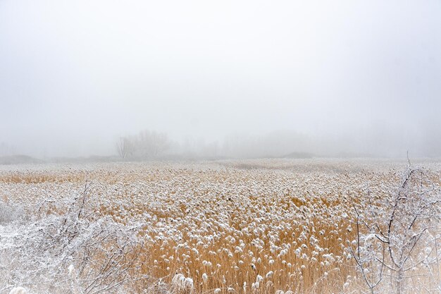 Winterlandschap. Ochtend in het moeras. Mist en riet.