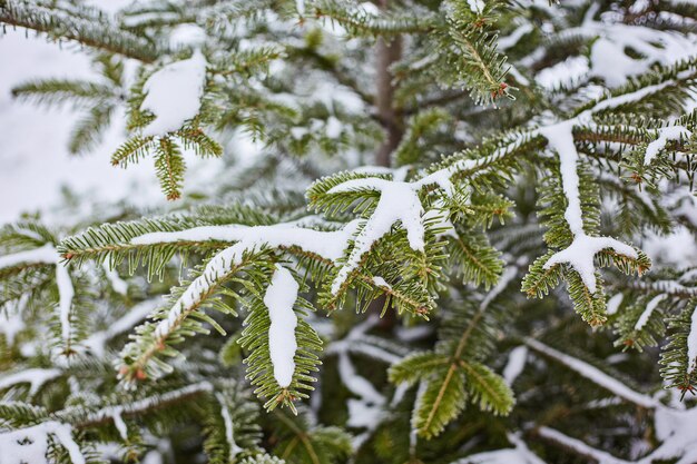 Winterlandschap Op de takken van sparren liggen grote opeenhopingen van sneeuw