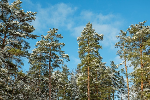 Winterlandschap op een zonnige dag Toppen van besneeuwde dennenbomen tegen de achtergrond van een helderblauwe februarihemel