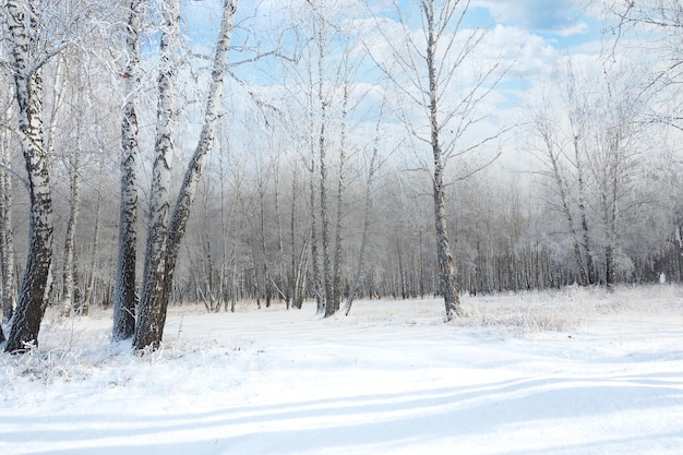 Winterlandschap. prachtig besneeuwd berkenbos.