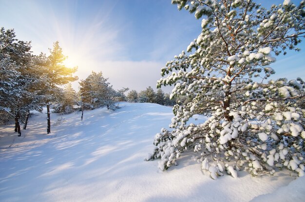 Winterlandschap. Samenstelling van de natuur.