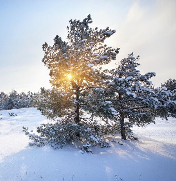 Winterlandschap. Samenstelling van de natuur.