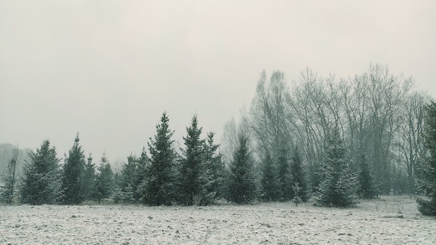 Winterlandschap. Sparren en besneeuwde velden.