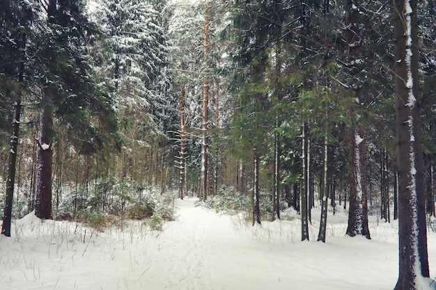 Winterlandschap Sprookjesachtige schoonheid van besneeuwde straten Sneeuwval en verkoeling in toeristische gebieden