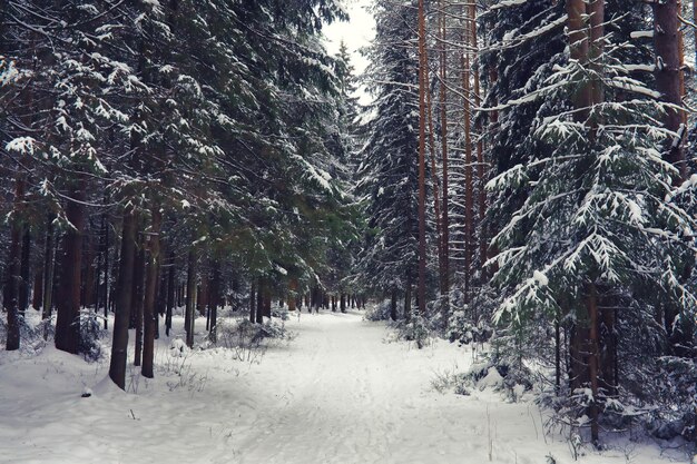 Winterlandschap Sprookjesachtige schoonheid van besneeuwde straten Sneeuwval en verkoeling in toeristische gebieden