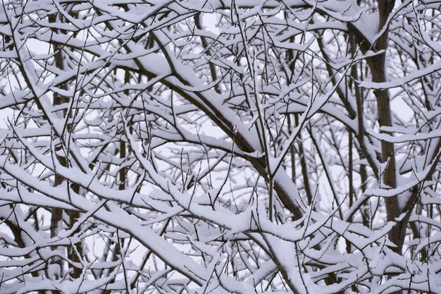 Winterlandschap takken in witte sneeuw close-up. winter wit kalm natuur