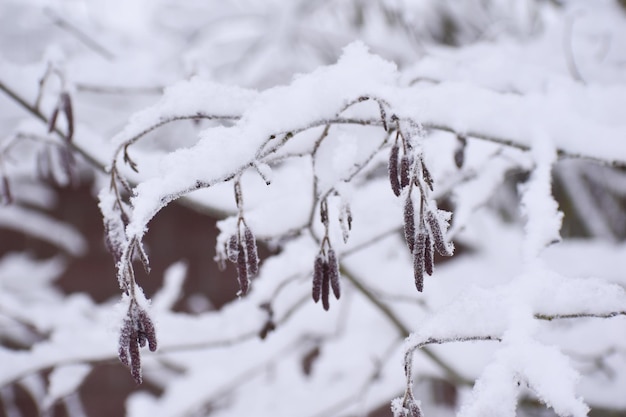 Winterlandschap takken in witte sneeuw close-up. winter wit kalm natuur