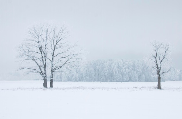 Winterlandschap twee bomen bedekt met rijp in een wit veld