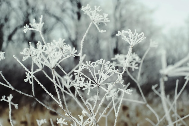 winterlandschap van besneeuwd veld