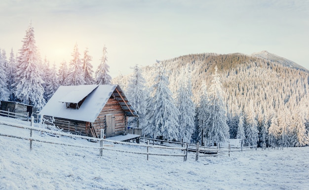 Winterlandschap van besneeuwde bomen