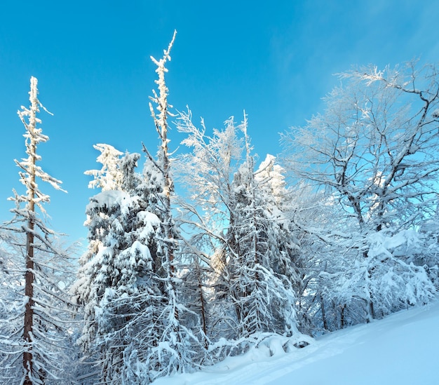 Winterlandschap van de Karpaten