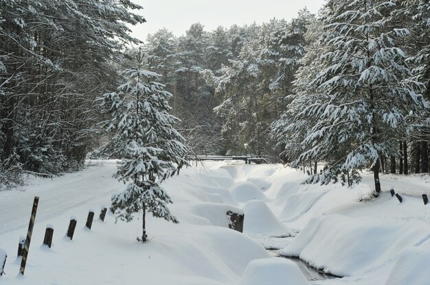 Winterlandschap van een bergrivier in de sneeuw, rond het bos.