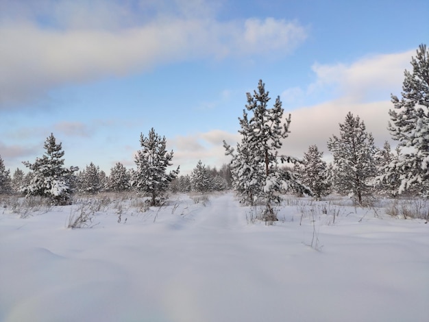 Winterlandschap van een besneeuwd veld met jonge kerstbomen 306