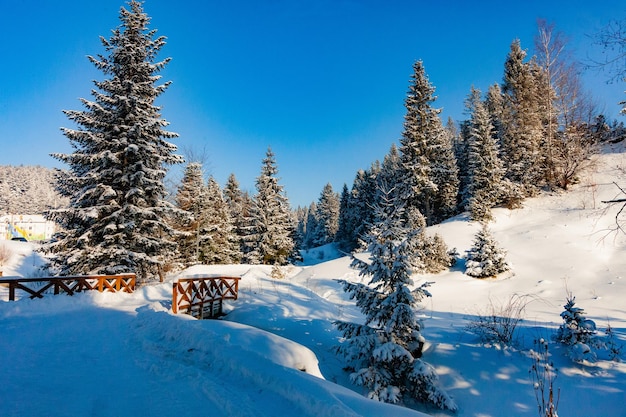 Winterlandschap van een dennenbos met veel sneeuw op een heldere blauwe lucht Foto van hoge kwaliteit
